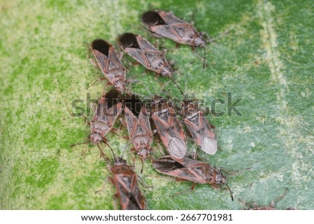Plane tree bug, Arocatus longiceps, insects under the leaf. Pest of park trees.