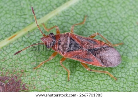 Plane tree bug, Arocatus longiceps, insect under the leaf.