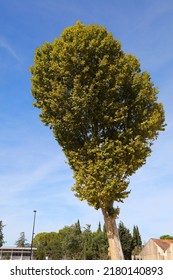 Plane Tree (Platanus) Planted In The City. Popular Urban Greenery Tree. Orange, France.