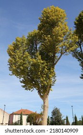 Plane Tree (Platanus) Planted In The City. Popular Urban Greenery Tree. Orange, France.