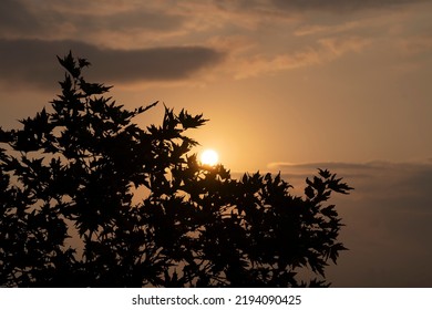 Plane Tree Silhouette At Sunrise. Epic Sunrise. 