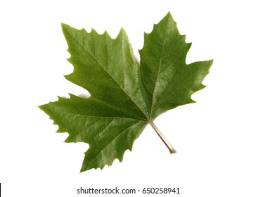 Sycamore Tree Leaf High Res Stock Images Shutterstock