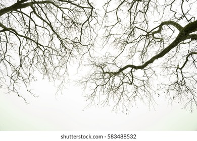 plane trees branches in the winter for background - Powered by Shutterstock