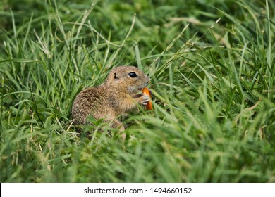 Muránska Planina. The European Ground Squirrel Is About The Size Of A Brown Rat, With An Adult Measuring 20 To 23 Cm And A Weight Of 240 To 340 G. It Has A Slender Build With A Short Bushy Tail.
