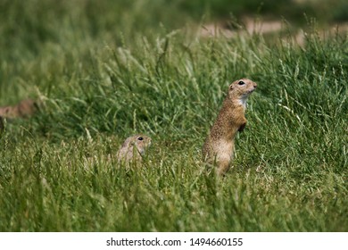 Muránska Planina. The European Ground Squirrel Is About The Size Of A Brown Rat, With An Adult Measuring 20 To 23 Cm And A Weight Of 240 To 340 G. It Has A Slender Build With A Short Bushy Tail.
