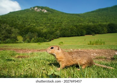 Muránska Planina National Park With A Ground Squirrel And Murán Castle In The Background