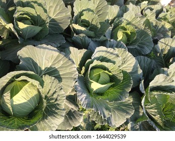 Planing of cabbage vegetable with spread green leaf and balling formation