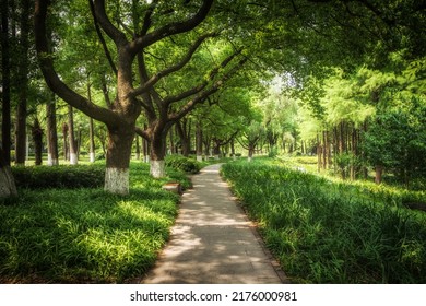 A Plank Road In The Woods