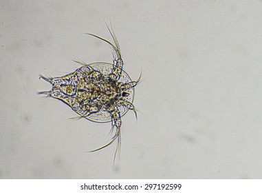 Plankton