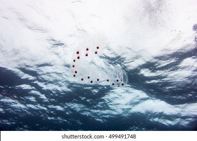 Plankton