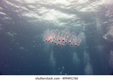 Plankton