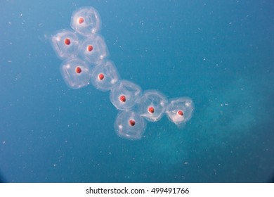 Plankton