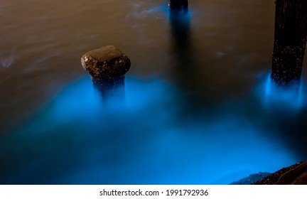 The Plankton Bloom In Thailand 