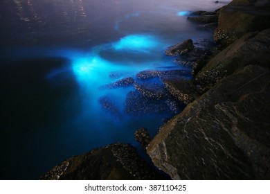 Plankton Bloom In Thailand