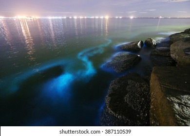 Plankton Bloom In Thailand