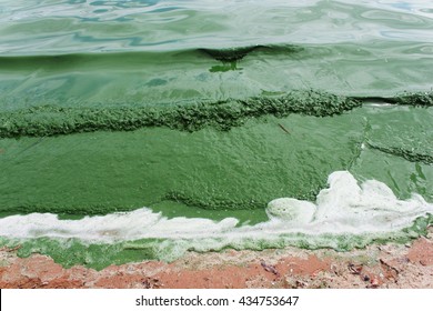 1,034 Plankton bloom Images, Stock Photos & Vectors | Shutterstock