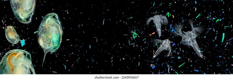 plankton and micro plastic in water - Shutterstock ID 2243933657