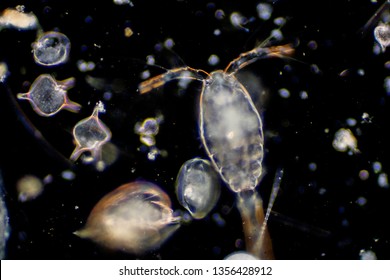 Plankton are organisms drifting in oceans and seas. Zooplankton. - Shutterstock ID 1356428912