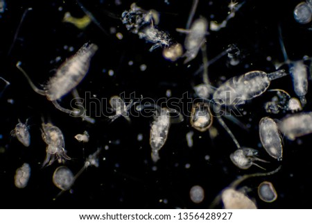 Plankton are organisms drifting in oceans and seas. Zooplankton.