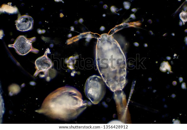 Plankton are organisms drifting in oceans\
and seas. Zooplankton.