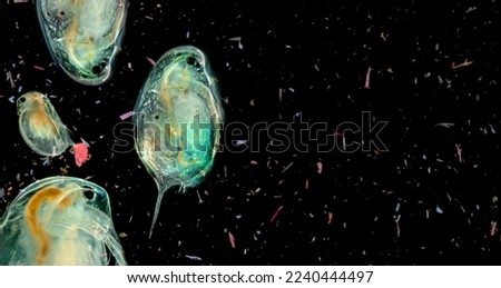 plankton in water contaminated with micro plastic - global change - pollution