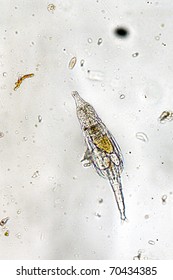 Planktonic Rotifer