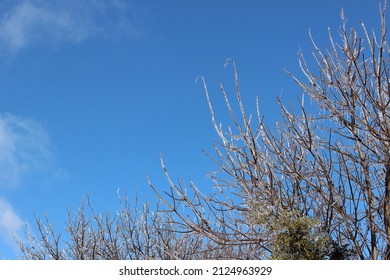 Plano, TX United States- February 4, 2022: Winter Storm In North Texas; Tree Branches Coated In Ice; Damage To Tree; Heavy Ice Load On Trees