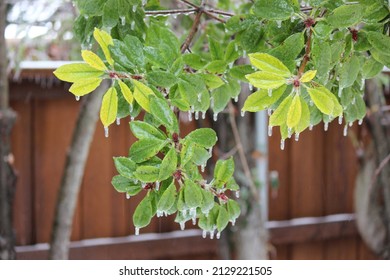 Plano, TX United States- February 4, 2022: Winter Storm In North Texas; Tree Branches Coated In Ice; Damage To Tree; Heavy Ice Load On Trees