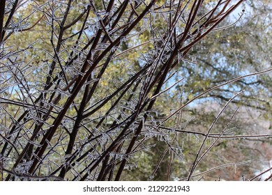 Plano, TX United States- February 4, 2022: Winter Storm In North Texas; Tree Branches Coated In Ice; Damage To Tree; Heavy Ice Load On Trees