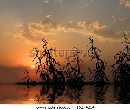 Plans in water with sunset reflection