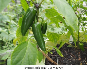 Jalapeño Plant With Jalapeños