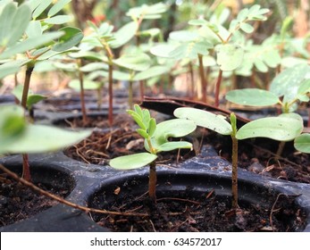 plant