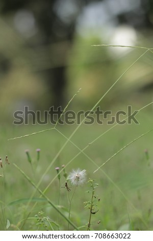 Similar – Image, Stock Photo a little flower blooms on a grassy meadow