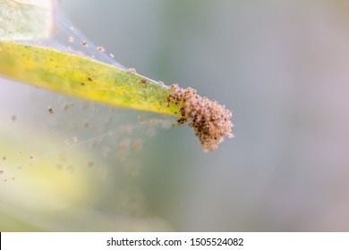 A Plant Is Affected By Spider Mites