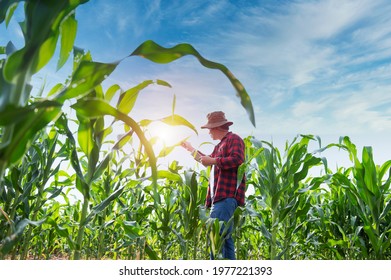 Plant Agronomists Use The Main Mobile Internet Network To Validate, Test, And Select New Cultivation Methods. Young Farmers And Sugarcane Farming