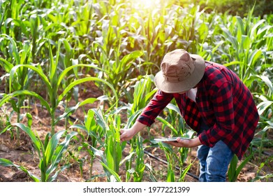 Plant Agronomists Use The Main Mobile Internet Network To Validate, Test, And Select New Cultivation Methods. Young Farmers And Sugarcane Farming