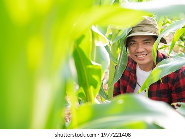 Plant Agronomists Use The Main Mobile Internet Network To Validate, Test, And Select New Cultivation Methods. Young Farmers And Sugarcane Farming