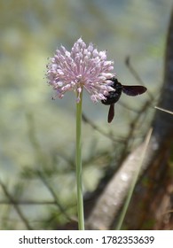 Plant Allium stipitatum and brown beetle collecting pollen. Lilac-purple almost spherical head, Allium Stipitatum has tight balls with over 100 star shaped flower held high on slender strong stems.