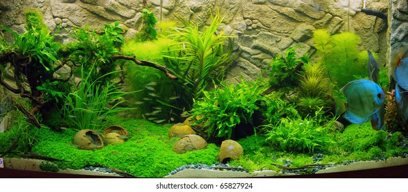 88,026 Fish underwater river Images, Stock Photos & Vectors | Shutterstock