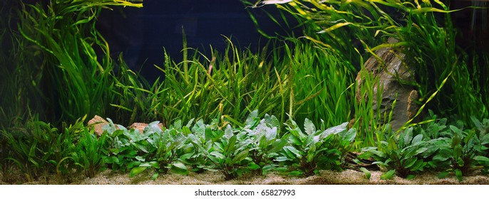 Plant Aquarium Aquascaping