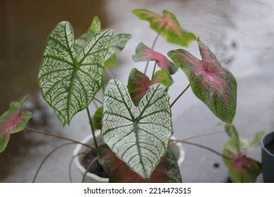 Plant Araceae Caladiumbicolor Garden Texture