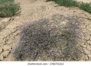 Plant In Arid Steppe, Drought, Crimea, Kerch, Russia