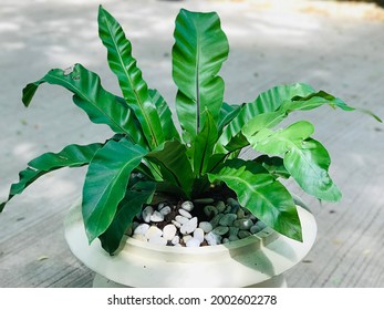 Plant Asplenium nidus or Bird's nest fern or Nest fern in the white plant pot.
