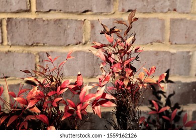 Plant with Autumn Colors against a Brick Wall