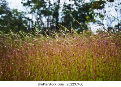 plant background