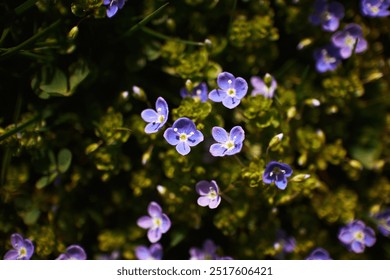 Plant background: small purple flowers among lush spring greenery. Selective focus          - Powered by Shutterstock