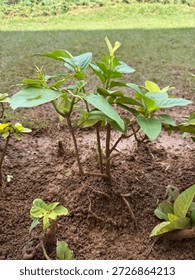 Plant : Based on the leaf shape, stem structure, and g
rowth habit, this appears to be a young Jasmine plant (likely Jasminum sambac or Arabian Jasmine).
It is a hardy evergreen shrub known for its in