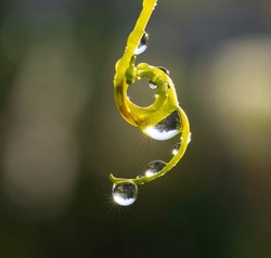 Plant With Beautiful Colored Water Drop After Rain Closeup