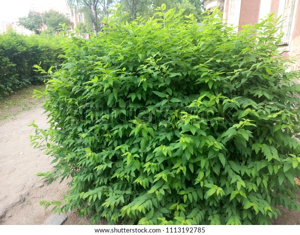 plant-big-bush-green-leaves-600w-1113192785.jpg