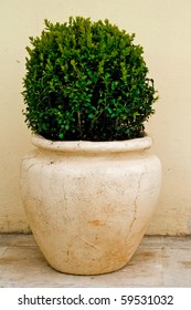 Plant In Big Ceramic Pot On A Background Of Wall